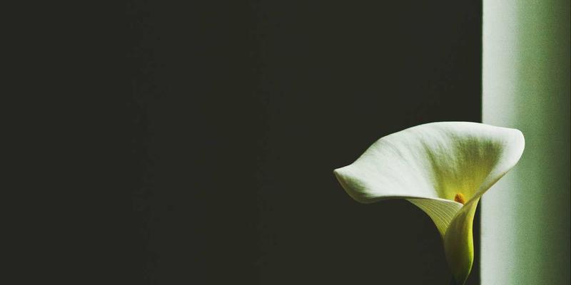 反向交易的艺术：如何运用Put-Call Ratio精准捕捉市场情绪拐点