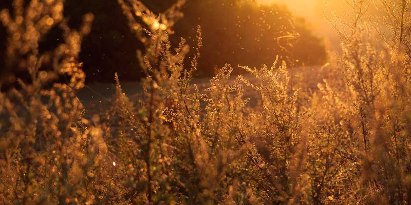 反向交易策略全解析：在股票与期货市场中如何“逆势”获利