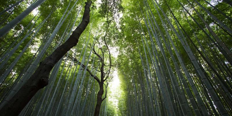 逆向思维制胜：当社交媒体情绪与期货外汇基本面严重背离时的交易策略