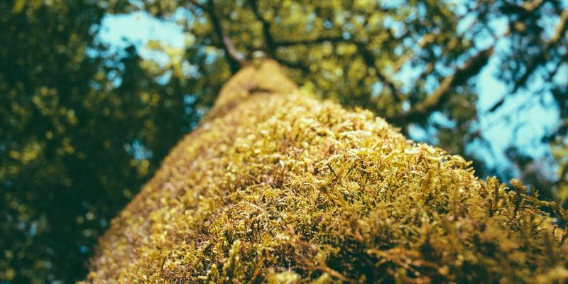 逆向思维制胜：解码央行声明微妙变化，把握外汇反向交易良机