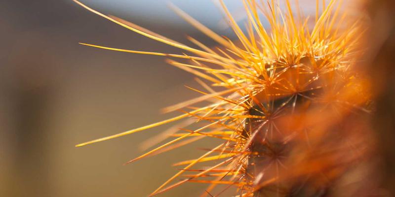 逆向思维的艺术：如何在行业龙头股暴跌中识别错杀机会与情绪陷阱